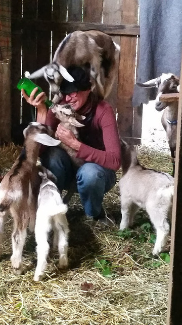 Baby goats wheee